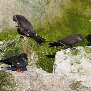 Inca terns (Larosterna inca), Adult and juveniles, 2021-12-22