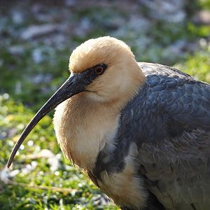 Black-faced ibis (Theristicus melanopis), 2021-12-22