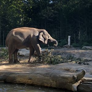 Asian Elephant