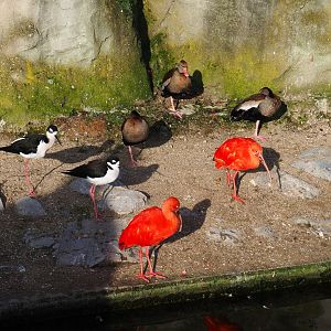Black-necked stilts, Scarlet ibises and Black-bellied whistling ducks, 2021-12-22