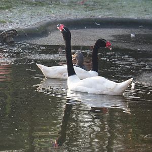 Black-necked swans (Cygnus melancoryphus), 2021-12-22