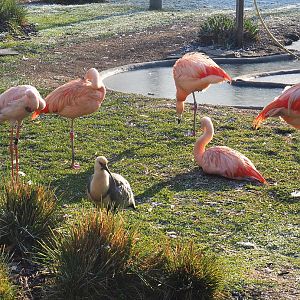 Chilean flamingos, Lesser flamingo and Black-faced ibis, 2021-12-22