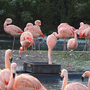 Chilean flamingos (Phoenicopterus chilensis), 2021-12-22