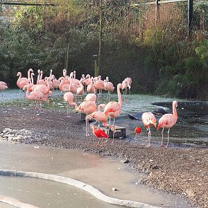 Chilean flamingos (Phoenicopterus chilensis), 2021-12-22