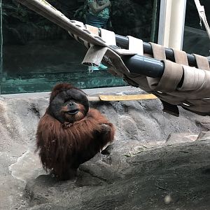 Orangutan