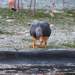Magellanic flightless steamer duck (Tachyeres pteneres), 2021-12-22