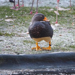 Magellanic flightless steamer duck (Tachyeres pteneres), 2021-12-22