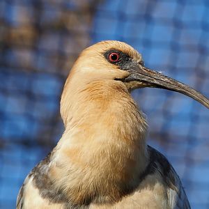 Black-faced ibis (Theristicus melanopis),  2021-12-22