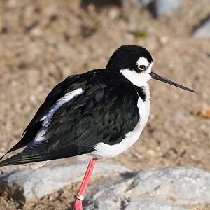Black-necked stilt (Himantopus mexicanus), 2021-12-22