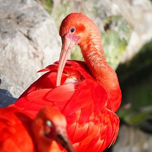 Scarlet ibis (Eudocimus ruber), 2021-12-22