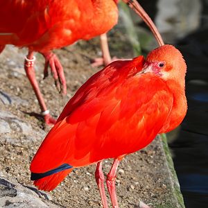 Scarlet ibis (Eudocimus ruber), 2021-12-22
