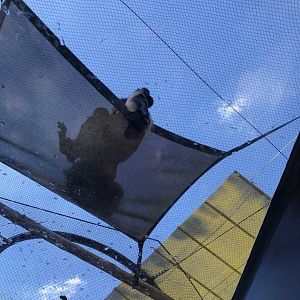 Colobus Looking Down