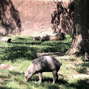 Babirusa