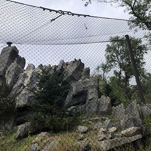 Snow Leopard Exhibit