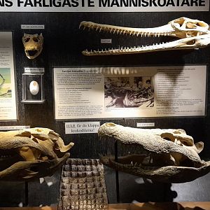 Display of crocodilian skulls