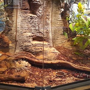 Milk snake terrarium