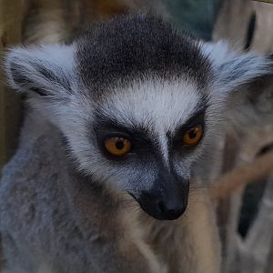 Ring-tailed lemur (Lemur catta)