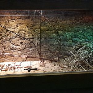 Migratory locust terrarium