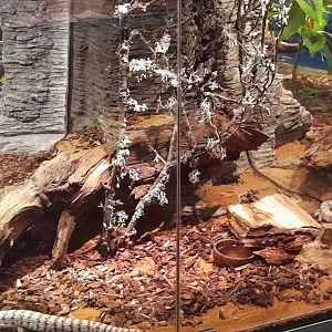 Soutwestern speckled rattlesnake terrarium