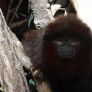 Coppery titi (Plecturocebus cuperus)