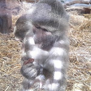 Hamadryas baboon (Papio hamadryas)