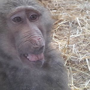 Hamadryas baboon (Papio hamadryas)