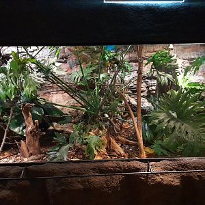 Red-billed leiothrix and King quail enclosure