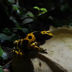 Yellow-banded poison dart frog (Dendrobates leucomelas