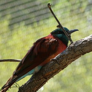 Bee eater ID? - San Diego Zoo
