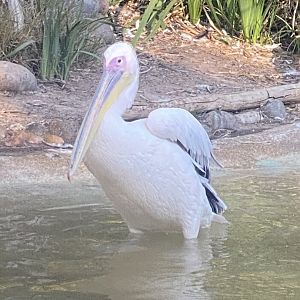 Pelican ID? - San Diego Zoo