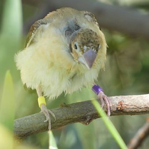 Bird ID? - San Diego Zoo