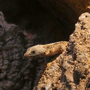 Lizard ID? - San Diego Zoo