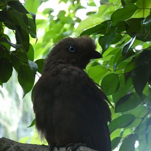 Cock of the rock ID? - San Diego Zoo