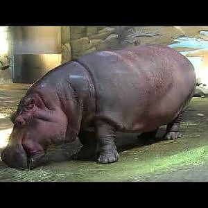 Adventure Aquarium 2017 - YouTube