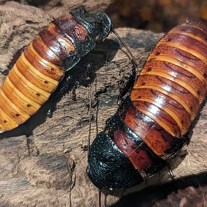 Madagascar hissing cockroaches (Gromphadorhina portentosa)