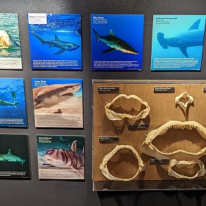 Shark Jaw Display