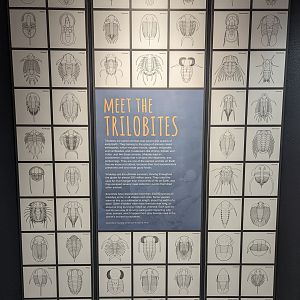 Meet the Trilobites Display