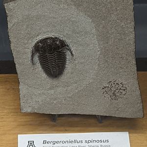 Bergeroniellus spinosus