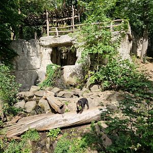 Sun Bear exhibit