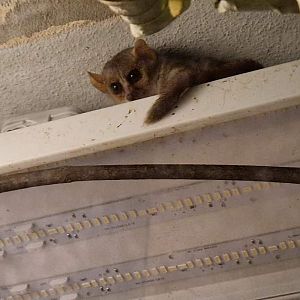Ganzhorn's Mouse Lemur