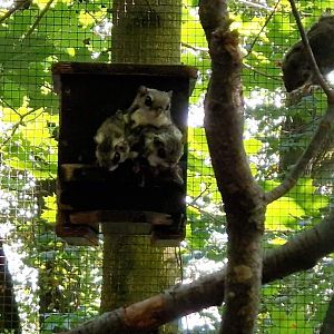Siberian Flying Squirrels