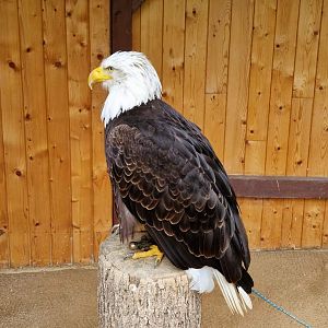 Bald eagle