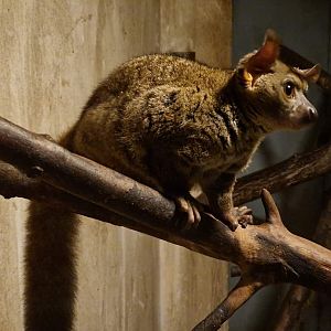Garnett's greater galago