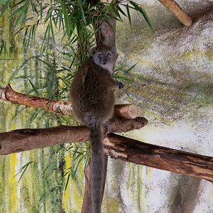 Northern Bamboo Lemur