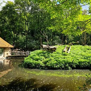 Ring-tailed Lemur Island
