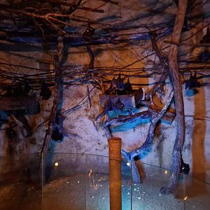 Rodrigues flying fox Walktrough exhibit