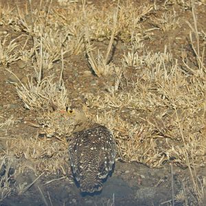 Double-banded Sandgrouse (Pterocles bicinctus)