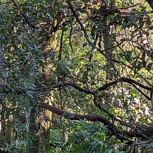 Main Aviary - Boat billed herons