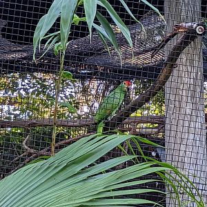 Main Aviary - Red browed amazon parot