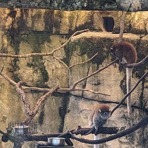 Primate World - Bolivian Grey titi
